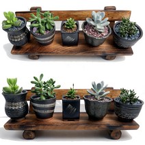 다육식물과 도자기화분 세트- 내맘대로반려식물디자인, D40.팬타드럼