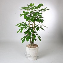대엽홍콩 (중급) 개업선물 기념일 꽃배달 꽃선물