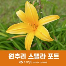 원추리/스텔라/포트/전원주택/조경/도시농부/모종