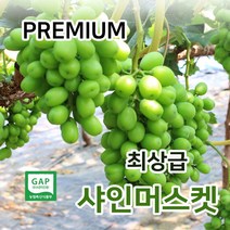 최상급!!! 프리미엄 김천 샤인머스켓 - 여름 두달 한정판매(백화점납품 중) 샤인머스켓, 4kg, 수출용특등급