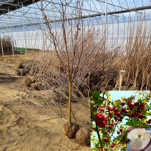 [모든원예조경] 속빨간사과나무 (피치애플) R4전후 결실주 분묘 복숭아 과수 유실수