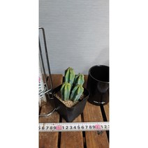 팅커벨선인장 용심목