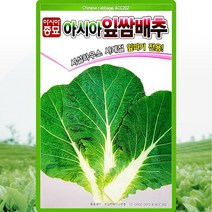 잎쌈배추 씨앗 잎쌈배추 씨 종자 500립, 1개