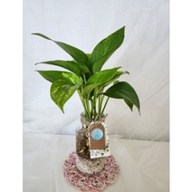 스킨답서스 수경재배식물 키우기 쉬운 식물 수중 식물 반려식물, 스노우사파이어, 7코바늘 코스터