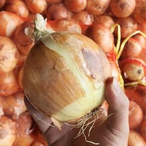 늘품 햇 양파 3kg 5kg 10kg 산지직송 가정용 업소용 노지 만생종 양파, 양파 소 사이즈 5kg, 1개