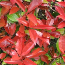 묘목/홍가시나무 레드로빈/수고 90cm~1m/2주 KJ1645