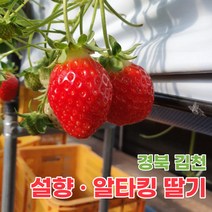 인기 있는 딸기2kg 판매 순위 TOP50