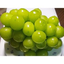 모동백화 샤인머스켓 새벽경매 당일배송 새벽배송가능 2kg 3수 4수, (특1등급) 백화모동 샤인머스켓 2kg 3수