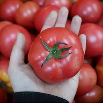 [빵칼토마토슬라이스] 완숙 토마토 5kg 신선하고 맛있는 토마토 5kg [대현농산], 1~2번과 (대과)