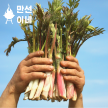 완전신선한 눈꽃 땅두릅 두릅 제철나물 독활 가평 참두릅 봄나물 세발나, 2kg, 1개
