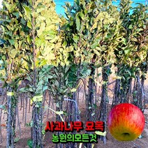 사과나무 묘목 1년생 부사 미얀마 홍로 아리수 시나노골드 엔부