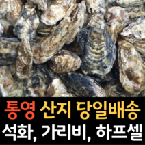 [제철석화] 살맛나요 남해안 산지직송 쪄먹는 제철 석화 (냉장), 2kg, 1개