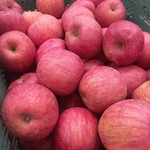 첫 출하 아삭아삭 프리미엄 빨간사과, 가정용 햇사과 5kg (사이즈 혼합)