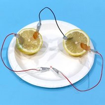 LED 과일전지 1인용 과학실험교구 관찰 과학실험키트 자연과학완구 만들기세트 DIY