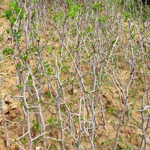 연세원예 대추나무(왕대추) 3년생 분-결실주 1주