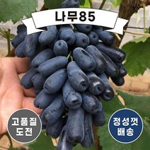 (나무85) 포도나무 사파이어(가지포도) 분 키 60cm내외
