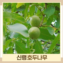 호두나무 묘목 신령 실생2년생 뿌리묘 1개
