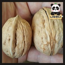(나무판다) 호두나무 묘목 시리즈, 1. 접목호두 신령 접목1년 상묘