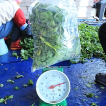 햇 여수 금오도 방풍나물 노지재배 산지직송, 방풍나물 2kg