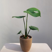 W가든 몬스테라 인테리어화분, 1개