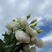 (하나플란츠) 생화 리시안셔스 1단 농장 수확 직송 꽃 선물 택배 온라인 꽃시장 꽃도매 (도착예정일은 따로 문의), 리시안화이트