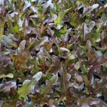 안산 플라워마트 적오크상추모종 6포기