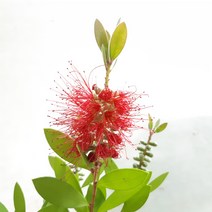 병솔나무 꽃 키우기 야생화 베란다화분 인테리어식물 플랜테리어, 1개