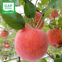 (인빌푸드)의성춘산사과(부사) 10kg(34-38과), 단품