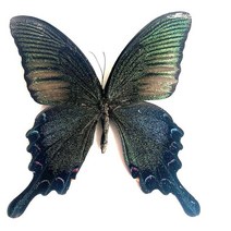 진짜 나비 표본 곤충 인형 생산 매력 홈 장식 액세서리 거실 컬렉션 아트, 05 5