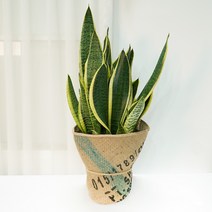 갑조네 산세베리아 슈퍼바 대품 반려식물 플랜테리어 다육 개업선물, 산세베리아 슈퍼바(대품) 개별배송