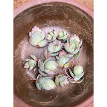 그린플랜트 다육식물 만손초클론 20개