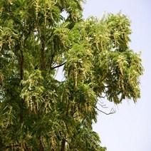 참죽나무 실생1년 10주묶음 실생2년 10주묶음 가죽나무, 참죽나무 실생1년 30~50cm전후