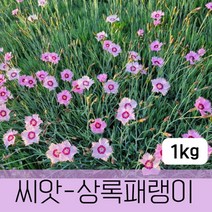 조이가든 [조이가든](씨앗) 상록패랭이 (꽃씨) 1kg, 단품없음
