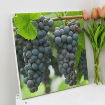 ga717-캔버스액자30x30 풍수싱그러운포도
