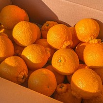 세상모든농부 제주 노지 한라봉 꼬마 작은크기, 노지 한라봉 10kg 꼬마
