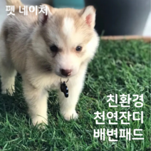 펫네이처 친환경 천연잔디 재사용 애견 배변패드, 리필