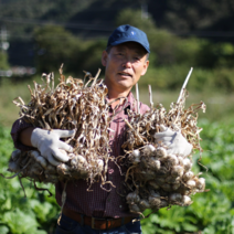 2023년 햇마늘 홍산마늘 통마늘 1kg 3kg 5kg, 3kg 중, 1개