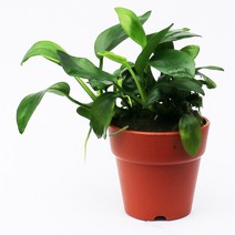 아누비아스 나나, 단품