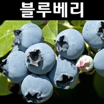 블루베리/스타 삽목4년 결실주(분) 나무 묘목 1개/유실수/과수
