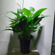 [나인에잇틴]스파트필름 중대품 농장추천 149