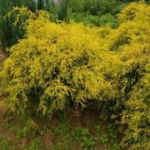 [슬기로운아이템] 조경수 황금실화백 묘목 키10~15cm