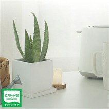 권도영알로에 유기농 생알로에 사포나리아 모종 2+1 총 3개 식용 미세먼지 공기정화, 모종/3개