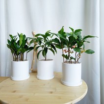 데일리가든 재물운에 좋은 소형 공기정화식물 금전수 만냥금 천냥금 + 화이트 화분 세트