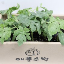 애플수박 모종 베란다 식물 과일 키우기 세트 주말농장 텃밭 1박스 5모종, 단품