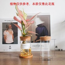 화분 게으른 유리 투명 녹색 무 실내 수분 자체 흡수 수분 흡수 물이없는 물을 꽃병 수경, 원통형 코르크 수경 병 구경 6.5, 다른, 1 냄비 (포함) 대나무 쟁반