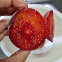 영천 노지 플럼코트 5kg 중대과 50~70과, 1, 본상품선택