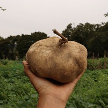 진안 멕시코감자 인디언감자 얌빈 히카마 5kg 10kg 건히카마 생히카마, 진안 멕시코감자 히카마 5K