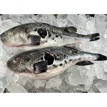 복어 생물복어 참복 손질복어 1kg 복어지리 복탕 생복어, 반건조참복 1kg (4-6마리), 1개
