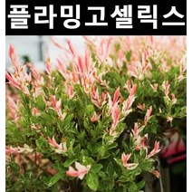무늬버들(플라밍고샐릭스) 삽목1년 포트 3개/나무 묘목/활엽수/정원용