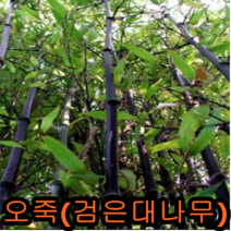 대나무(오죽) 1.2~1.5m 나무 묘목 대나무 (오죽)